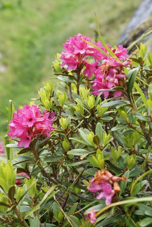 Kraftquelle Herrnmuhle Bramberg am Wildkogel Εξωτερικό φωτογραφία